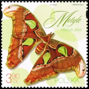 Motyle