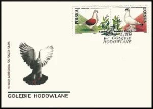 Gołębie hodowlane