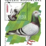 Gołębie hodowlane