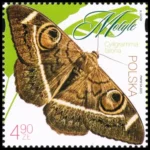 Motyle