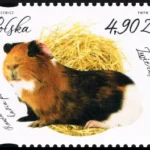 Zwierzęta domowe