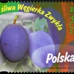 Owoce naszych sadów