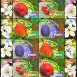 Owoce naszych sadów